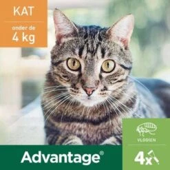 Advantage 2 X 4 Pipetten Â, ®, 40 Voor Katten Van Minder Dan 4 Kg Dubbelpak -Dierenwinkel advantage 2 x 4 pipetten en xc2 en xae 40 voor katten van minder dan 4 kg dubbelpak 108905