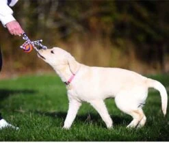 Chuckit! Chuckit Ultra Toss Oranje&Blauw&Wit Hondenspeelgoed -Dierenwinkel chuckit ultra toss 24108