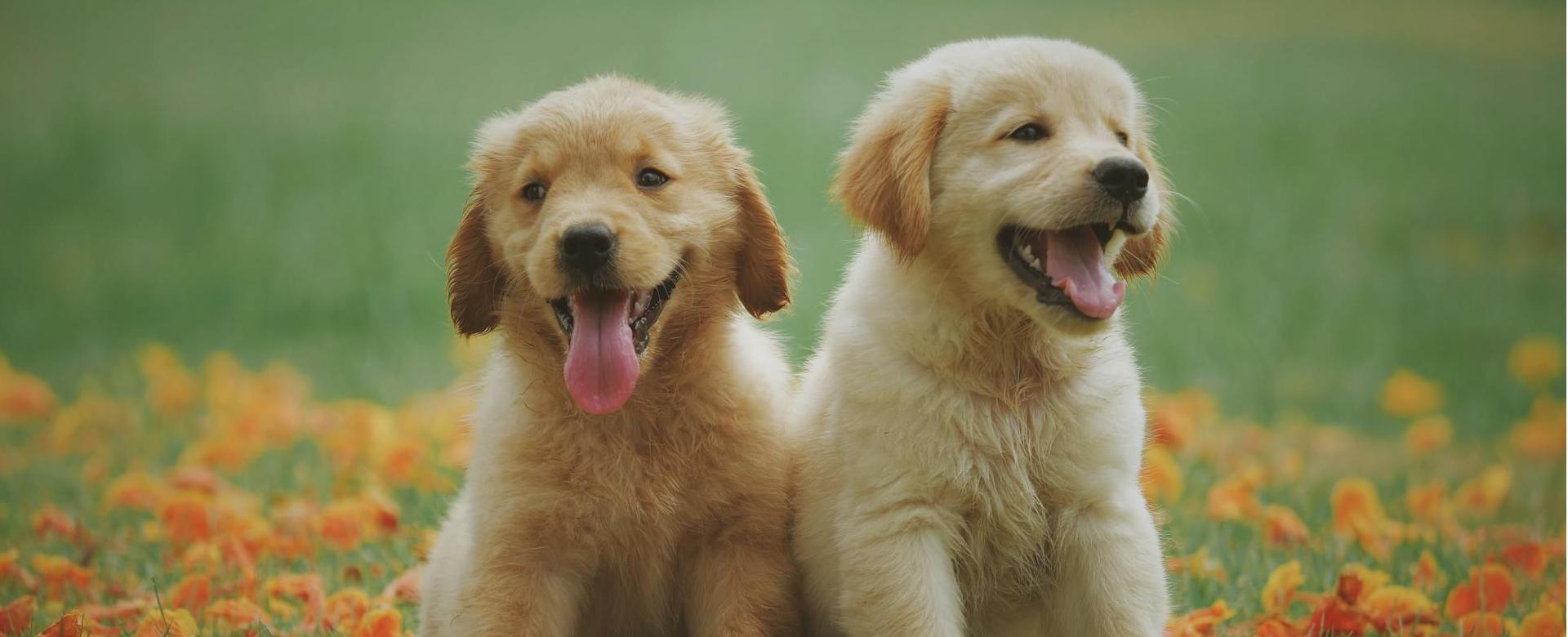 Dierenwinkel -Dierenwinkel pexels chevanon 1108099